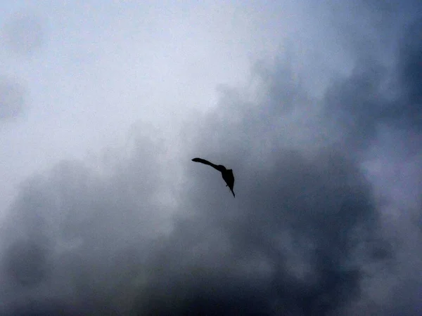 Silhouette Oiseau Volant Dans Ciel Avec Des Nuages Sombres — Photo