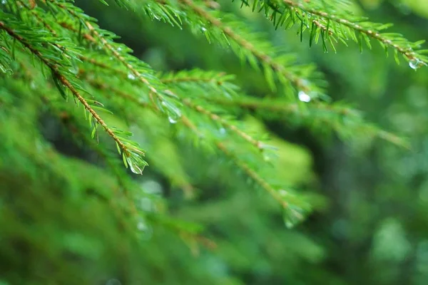 Zbliżenie Żywej Paproci Drzewnej Kroplami Wody Kapiącej Deszczu — Zdjęcie stockowe