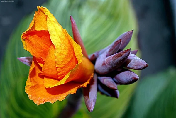 Geçmişi Bulanık Güzel Bir Zambak Çiçeğinin Yakın Plan Çekimi — Stok fotoğraf