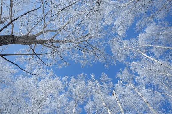 Disparo Bajo Ángulo Árboles Cubiertos Nieve Con Cielo Azul Claro —  Fotos de Stock