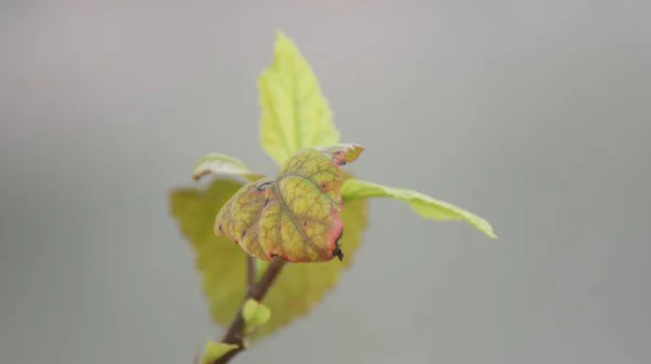 Disparo Cierre Flor Amarilla Otoño Rama Árbol Con Fondo Gris —  Fotos de Stock