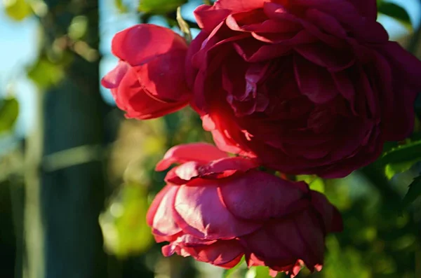 Detailní Záběr Krásné Červené Růže Květiny Rozmazaným Pozadím — Stock fotografie
