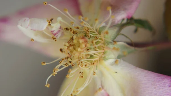 Detailní Záběr Bílé Růžové Květiny Zahradě Ideální Pro Pozadí — Stock fotografie