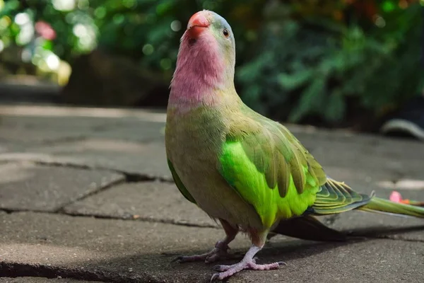 公園のコンクリートの通路でかわいい鳥のクローズアップショット — ストック写真