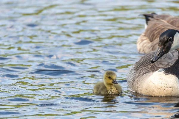 Una Hermosa Toma Una Madre Pato Bebé Nadando Lago Durante — Foto de Stock