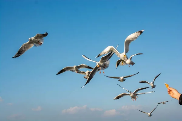 Stunning Shot Flock Birds Flying Migrating Bright Blue Sky — Stock Photo, Image