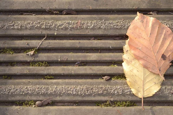 Ein Foto Von Herbstblättern Verstreut Auf Strukturiertem Boden — Stockfoto