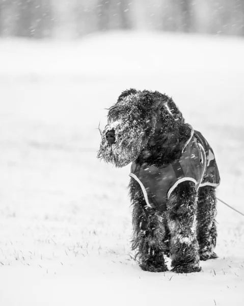 Cão Schnoodle Doméstico Preto Bonito Brincando Neve — Fotografia de Stock