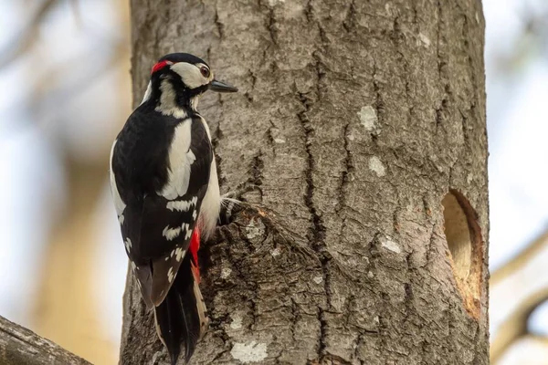 Primer Plano Pájaro Carpintero Sobre Árbol Con Fondo Borroso — Foto de Stock