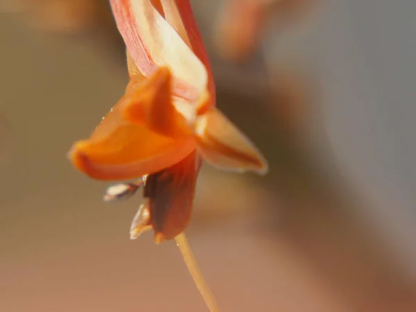 Een Close Shot Van Oranje Bloem Van Een Plant Wazige — Stockfoto