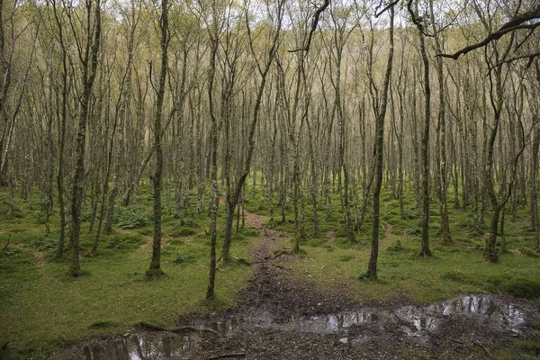 Paysage Une Forêt Luxuriante Verdoyante Une Journée Automne Irlande Sud — Photo