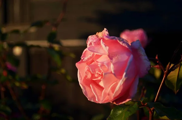 Egy Közeli Kép Egy Rózsaszín Rózsa Virág Kertben Homályos Háttérrel — Stock Fotó