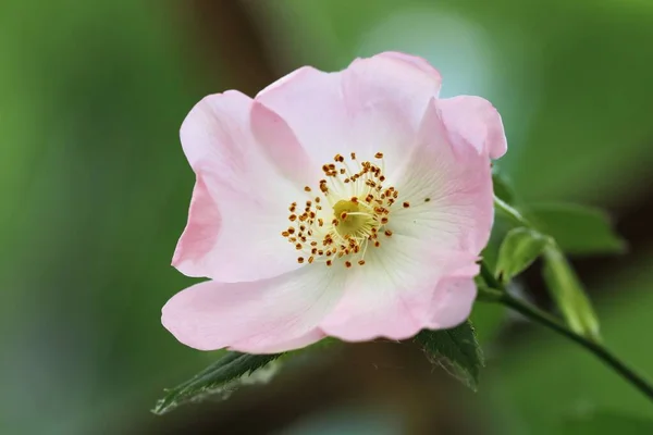 Närbild Blomma Med Ljusrosa Kronblad — Stockfoto