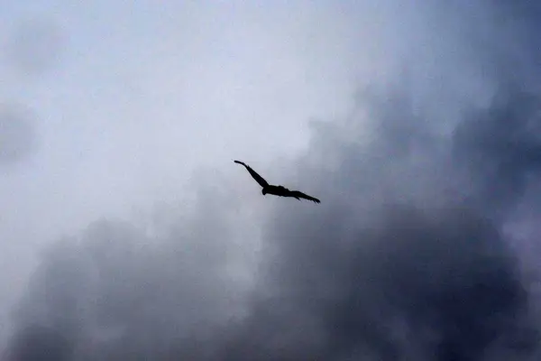 Beau Cliché Silhouette Cerf Volant Volant Dans Ciel Avec Des — Photo