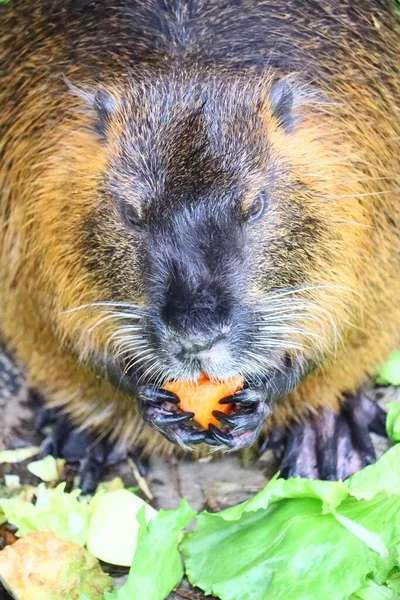 Egy Függőleges Lövés Amin Egy Capybara Répát Eszik — Stock Fotó