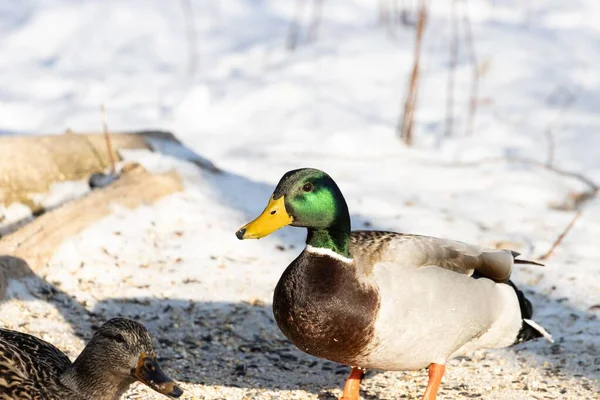 Μια Όμορφη Mallard Στέκεται Μια Χιονισμένη Επιφάνεια Θολή Φόντο — Φωτογραφία Αρχείου