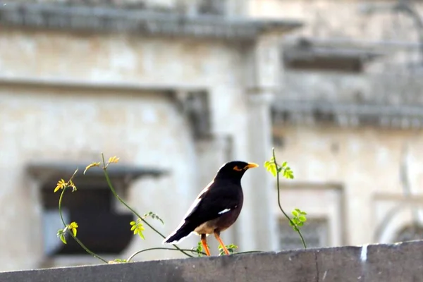 Eine Schöne Aufnahme Eines Schwarzen Myla Vogels Auf Einer Mauer — Stockfoto