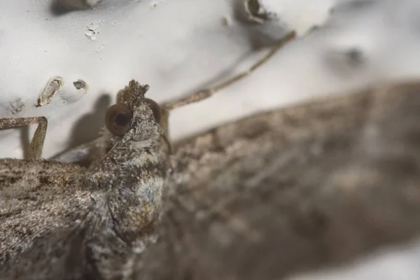 Een Close Shot Van Een Insect Zittend Een Muur — Stockfoto
