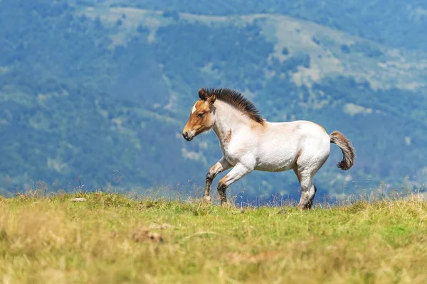 Вибірковий Фокус Білого Коня Біжить Трав Янистому Полі — стокове фото