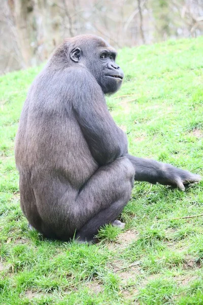 Eine Vertikale Aufnahme Eines Gorillas Der Sitzend Die Kamera Blickt — Stockfoto