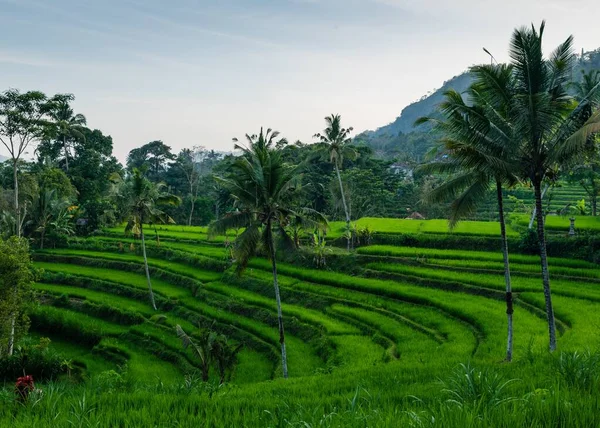 Vackra Gröna Risfälten Med Tropiska Träd Bali — Stockfoto