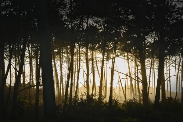 Bosque Cubierto Vegetación Rodeado Colinas Bajo Luz Del Sol — Foto de Stock