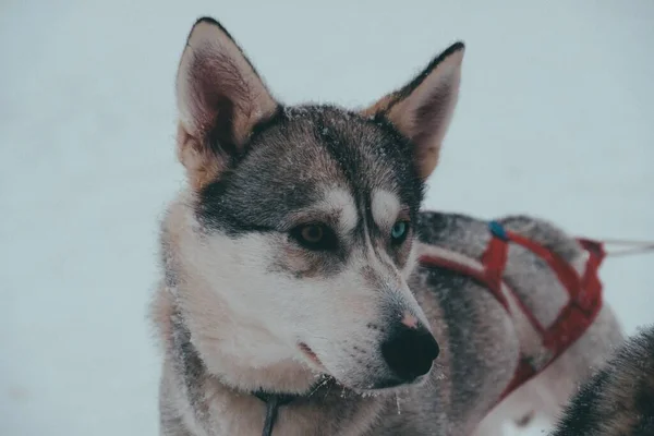 Closeup Shot Cute Sakhalin Husky Dog Blurred Background — 스톡 사진