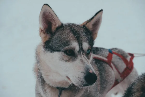 Primer Plano Lindo Perro Husky Sajalino Con Fondo Borroso —  Fotos de Stock