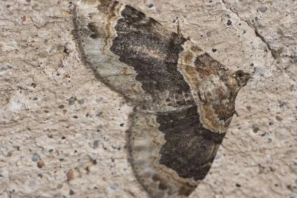 Een Close Shot Van Een Insect Zittend Muur — Stockfoto
