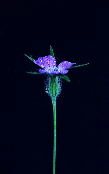 Uma Bela Flor Com Fundo Preto Profundo Para Grande Contraste — Fotografia de Stock