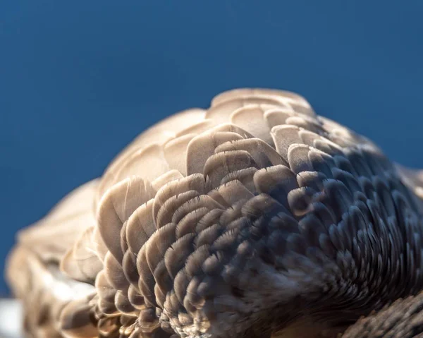 Eine Nahaufnahme Von Grauen Vogelfedern Mit Blauem Hintergrund — Stockfoto