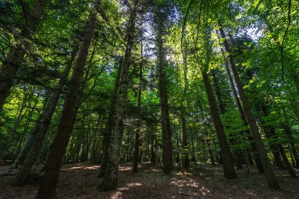 Een Bos Umbra Met Hoge Groene Bomen Gargano Apulië Italië — Stockfoto