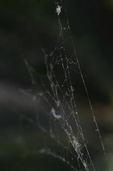 Vertical Shot Spider Web Blurred Dark Green Background — Stock Photo, Image