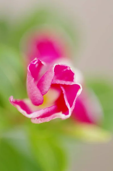 Ένα Κοντινό Πλάνο Του Ροζ Λουλουδιού Φόντο Εκτός Εστίασης Στον — Φωτογραφία Αρχείου