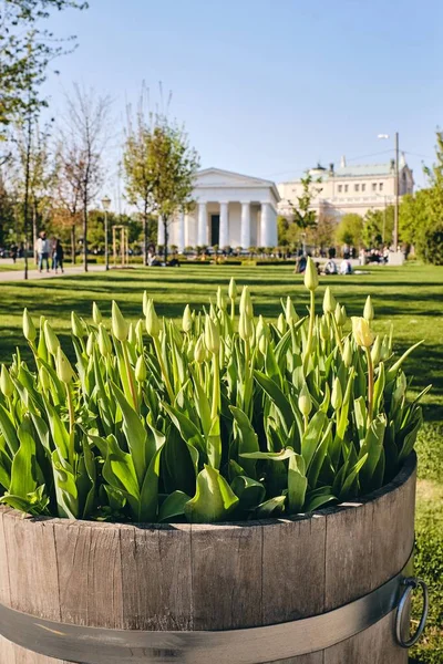 Selective Focus Shot Plant Park Vienna Austria — Stock Photo, Image