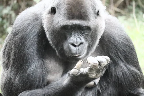 Primer Plano Gorila Mirando Mano — Foto de Stock