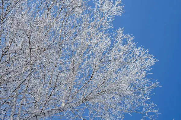 Disparo Bajo Ángulo Árboles Cubiertos Nieve Con Cielo Azul Claro —  Fotos de Stock