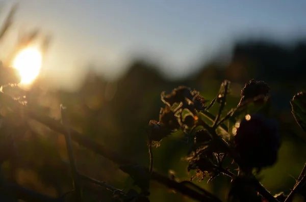 Silhouette Une Plante Avec Décor Coucher Soleil Sur Fond Flou — Photo