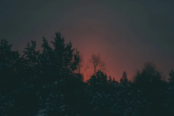 Ett Vackert Landskap Skog Den Röda Himlen Perfekt För Tapet — Stockfoto