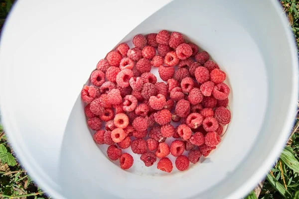 Overhead Shot Raspberries White Bucket — Stock Photo, Image