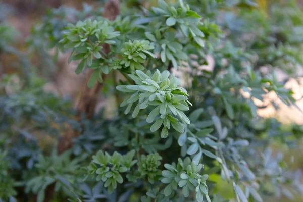 Een Close Shot Van Groene Bladeren Groene Takken — Stockfoto