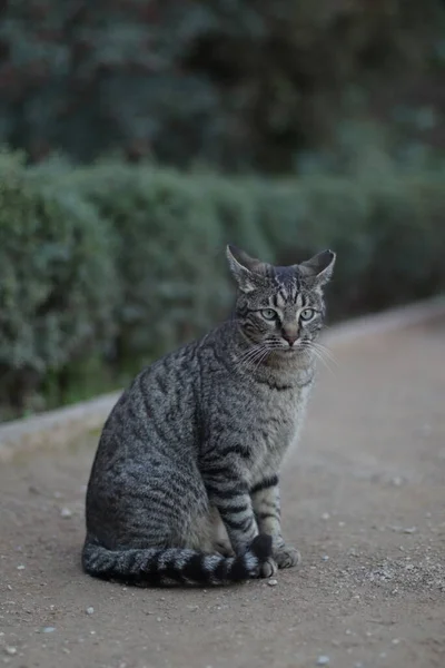 Een Verticaal Schot Van Een Kat Zittend Grond Achter Groene — Stockfoto