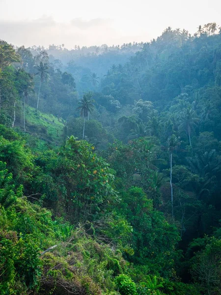 Eine Weite Aufnahme Einer Wunderschönen Amazonas Voller Bäume Mit Nebel — Stockfoto