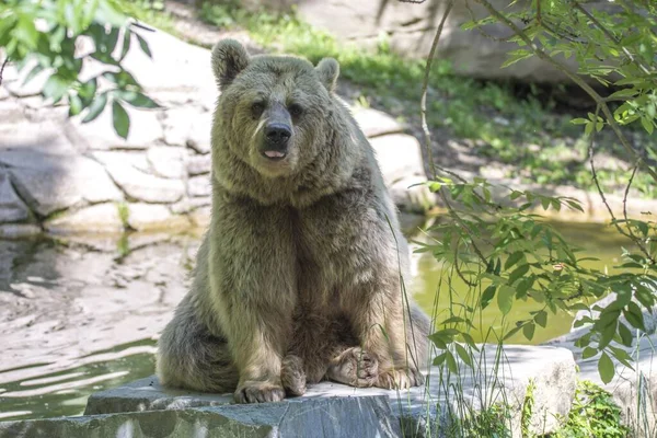 Urso Marrom Grande Bonito Parque Durante Dia — Fotografia de Stock
