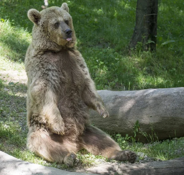 Słodki Duży Brązowy Niedźwiedź Siedzi Pobliżu Stawu — Zdjęcie stockowe