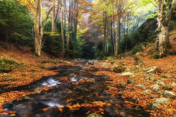 Знімок Річки Протікає Через Осінній Ліс Вкритий Червоним Помаранчевим Листям — стокове фото