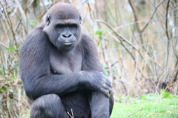 Gorilla Sitter Gräset Medan Tittar Ner — Stockfoto