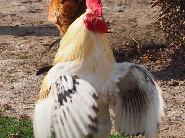 农场里一只白色的公鸡拍打着翅膀的美丽镜头 — 图库照片