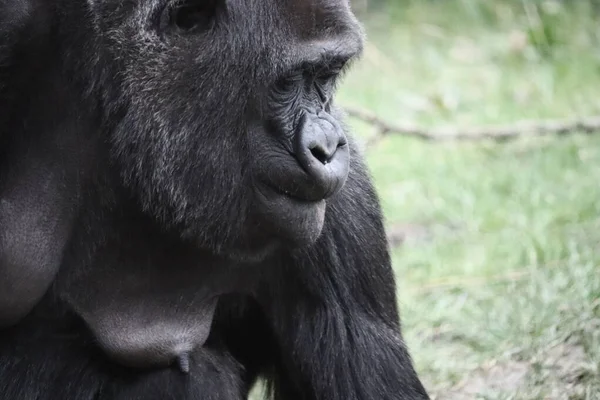 Gorille Gros Plan Regardant Vers Bas — Photo