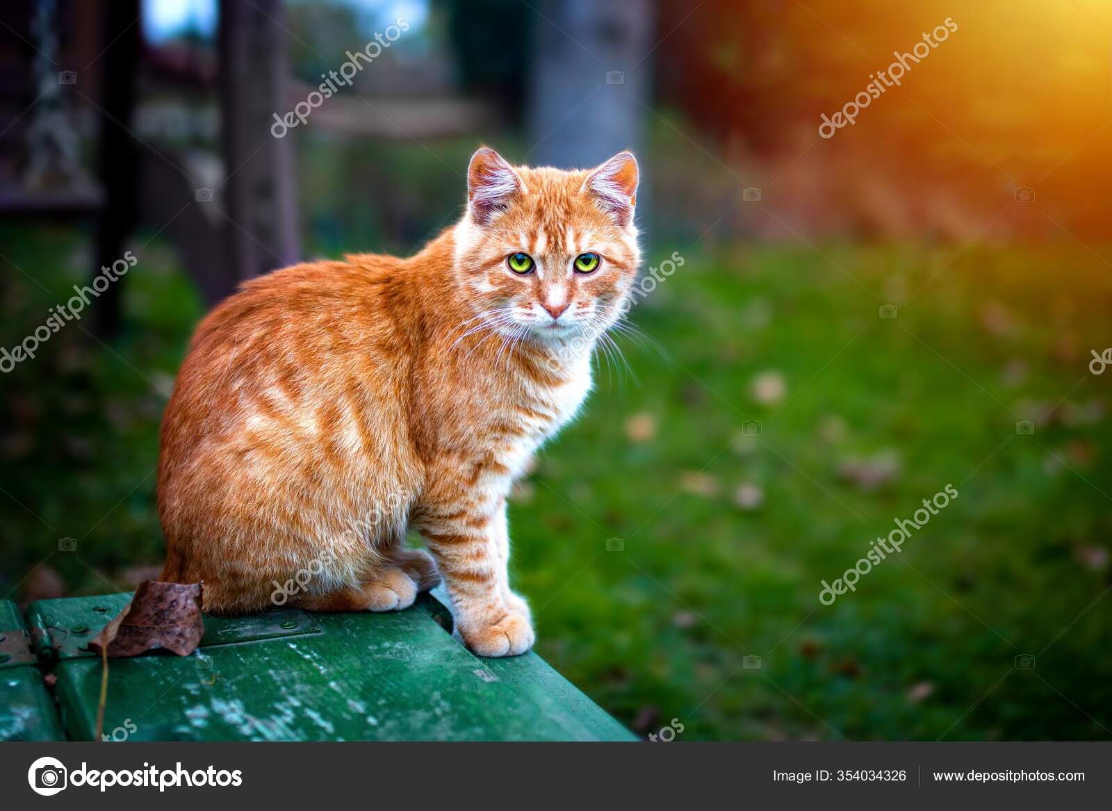 Rothaarige Katze Ingwer Katze Sitzend – Stockfoto © Wirestock #354034326, image size:1600x1167